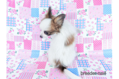 成約済の千葉県のパピヨン-159999の4枚目